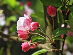 -海棠花溪(元大都城垣遗址公园)