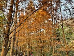 -国家植物园南园