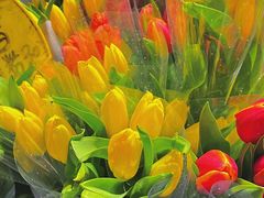 -循礼门鲜花花市(武汉循礼门店)