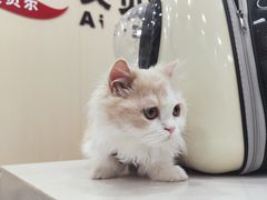-艾贝尔宠物医院·宠保定点·超声绝育·免疫点(樱花路店)