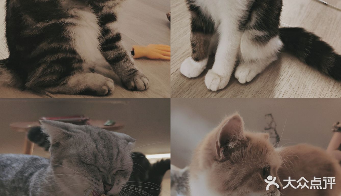 🔥别去东山口了！🐱这里的猫好粘人！！超好出片