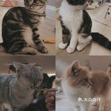 🔥别去东山口了！🐱这里的猫好粘人！！超好出片