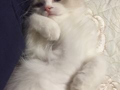 -Bastet sally猫舍购宠(静安店)