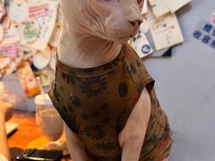 -Meowの猫咖(万家丽店)