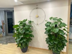 -酉嘉瑜伽YO+YOGA