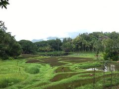-四季酒店下午茶