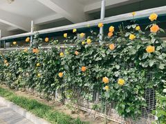 -北京八中游泳馆