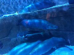 -成都浩海立方海洋公园