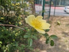 -大兴滨河森林公园