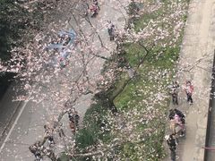 -武汉大学-樱园