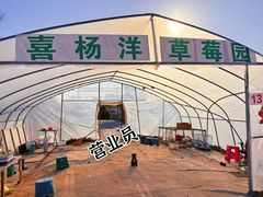 -喜杨洋草莓采摘园