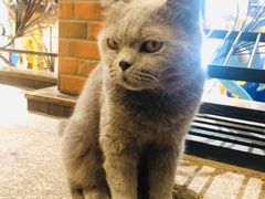 -more than meow吴止猫主题餐厅(承德 中船汇店)