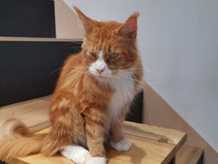 -瞄一喵猫咖(格力海岸店)