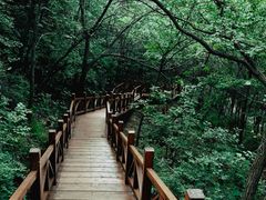 -大岭沟猕猴桃谷风景区