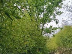 -竹子庵公园