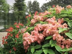 -东莞植物园