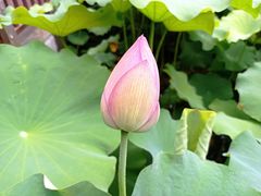 -陈家山荷花公园