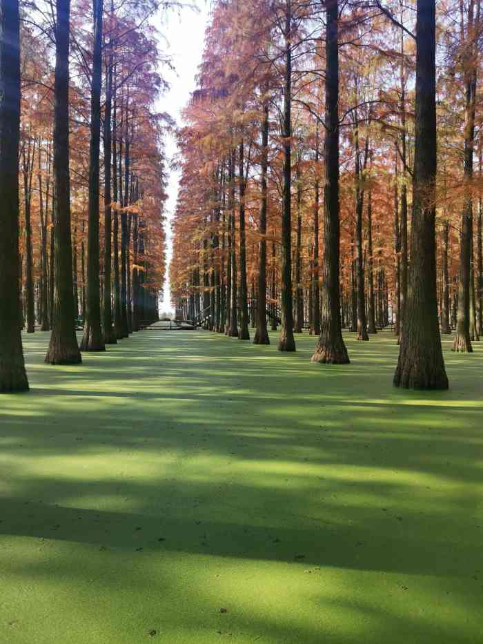 淥洋湖溼地公園-