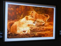 -罗红摄影艺术馆