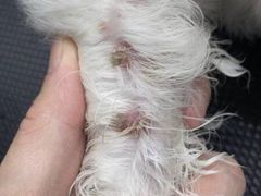 -佳雯宠物医院(金华南路分院)