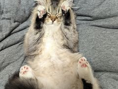 -御宝贝·A梦猫科宠物医院(国际猫友好医院)