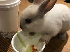 -藦茜花园宠物主题亲子互动体验馆(国顺东路店)