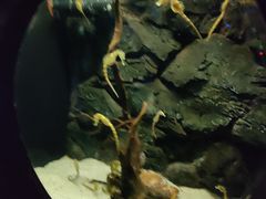 -大连圣亚海洋世界