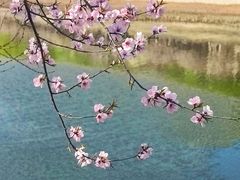 -桃花堤公园