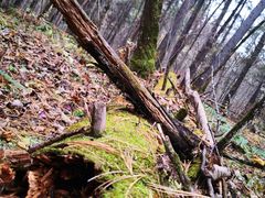 -五营红松林海景区