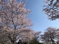 -上海辰山植物园