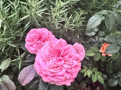 -深圳国际园林花卉博览园