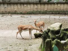 -成都动物园