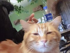 -猫猫幼稚园·撸猫·桌游·电玩