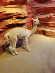 -酷嗒动物文化乐园(cutezoo西溪乐天城店)