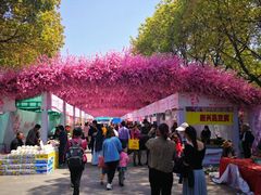 -南汇桃花村