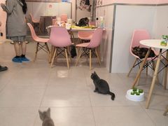 -三花喵·撸猫购宠·宠物生活馆(虹桥南丰城店)