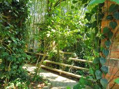 -南宁良凤江国家森林公园