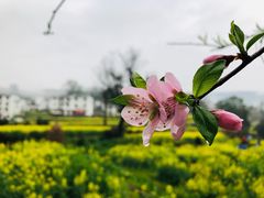 -婺源风景区