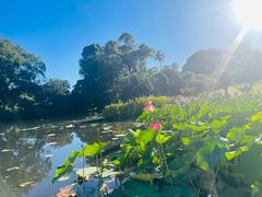 -墨尔本皇家植物园