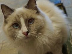 -猫咪博物馆(顶澳仔猫街店)