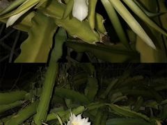 -安溪清水岩