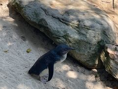 -费瑟代尔野生动物园