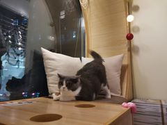 -猫和宫(六道口店)