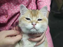 -宠福鑫康馨动物医院·骨科·眼科