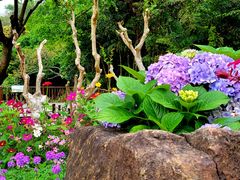 -深圳仙湖植物园