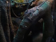 -帕帕拉兹宠物(亚洲旗舰店)