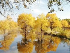 -金塔沙漠胡杨林景区