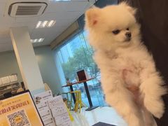 -瑞派申生动物医院·24H夜诊·国际动物医疗中心·骨外科(吴中路店)