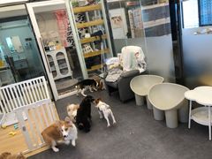 -有喵·猫咖·狗咖·30几只猫10只小狗(岗厦店)