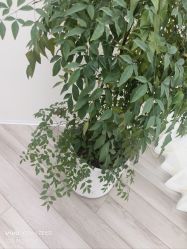 -HEYAN荷妍专业脱毛连锁机构